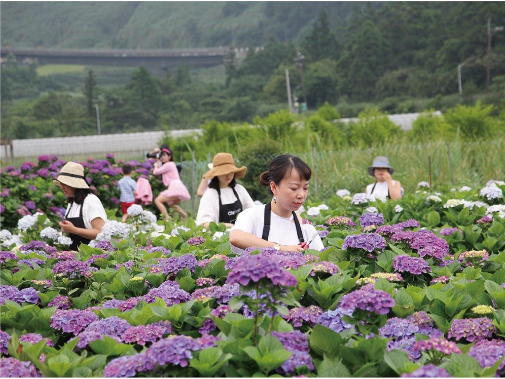 ．台灣花開小旅行